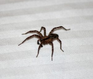 婚約破棄で行方不明になった場合、慰謝料は請求できるのか？